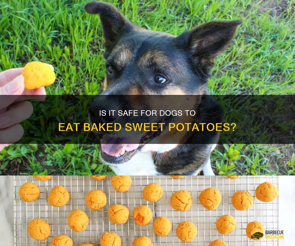 Is It Safe For Dogs To Eat Baked Sweet Potatoes? | ShunGrill